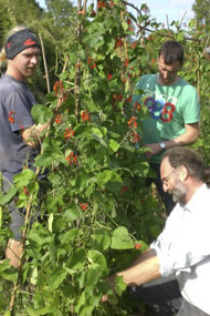 Tending the runner beans at Gamelea Care Farm in Derbyshire. Photograph: Courtesy Care Farming West Midlands