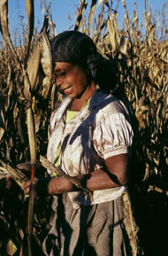 A Rarámuri woman in Cochérare, Chihuahua shells corn from her harvest to make tortillas. Photograph: David Lauer