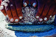 Tortillas, together with beans, make up the traditional staple diet for many Mexicans. Photograph: David Lauer