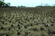 Salt water inundates the islands, destroying rice crops for many years, which creates a void in the local economy. Photograph: Peter Caton