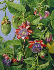 Painting: Marianne North. Courtesy Royal Botanical Gardens, Kew