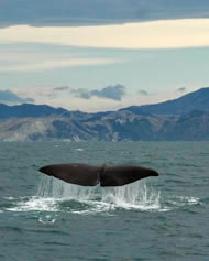 Whales saved, thanks to campaigning. Photograph: www.sxc.hu/profile/renetewitt