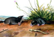 Brewer's Shrew Mole by John James Audubon. Courtesy: Academy of Natural Sciences of Philadelphia/corbis