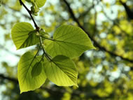 Photographs courtesy: Earth Restoration Project