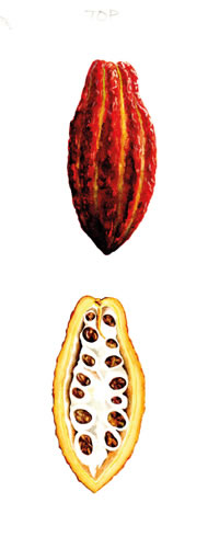 Cocoa Pod by Meriel Thurstan