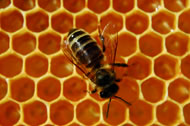 Bee on Honeycombe Eating Honey, courtesy: shutterstock