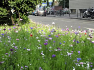 Cornflowers, poppies and ladies smock growing alongside a city street © Anne Carter Van Roy