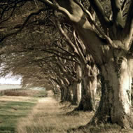 Kingston Lacy, Dorset © Charlie Waite www.charliewaite.com