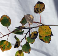 Unshielded sapling from Katie Haggerty's study on the effects of RF radiation