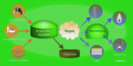 © NNFCC – The Bioeconomy Consultants