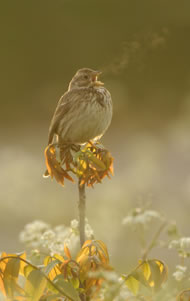 Corn Bunting singing at dawn © Chris Lloyd www.c-m-l.com