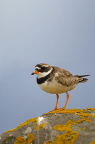 Ringed Plover © Chris Lloyd www.c-m-l.com