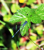 Azure Dameslfly © Gary Pilkington www.marslandnaturereserve.moonfruit.com