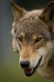 European wolf © Graham Taylor/istockphoto.com