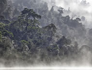 Photo from The Tarkine © Chris Bell www.chrisbellphotography.com