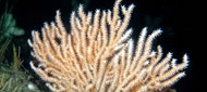 Pink sea fan © Paul Naylor www.marinephoto.co.uk