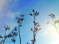 Marsh sow-thistle by Lucy Anna Scott