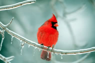 Northern cardinal © EEI_Tony/istockphoto.com