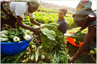 Harvesting crops © FAO/Olivier Asselin