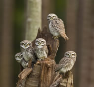 Sitara Karthikeyan/Wildlife Photographer of the Year 2014