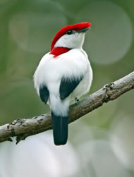 Araripe Manakin by Ciro-Albano www.nebrazilbirding.com