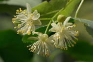 Limeflowers © www.pukkaherbs.com