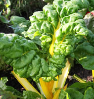 Yatesbury Farm Swiss chard by Shinya Imahashi www.naokoswholesomekitchen.com