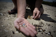 Photograph © Joe Dowling, Sustainable Coastlines/Marine Photobank