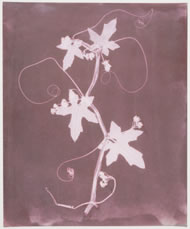 The English Vine, circa 1839 by William Henry Fox Talbot © NMeM SSPL