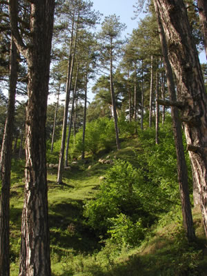 Romanian forest © Constantin Jurcut / freeimages.com