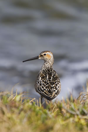 Stilt Sandpiper perches next to a small tundra pond near its breeding area on the Arctic coastal plain © David Shaw www.wildimagephoto.com