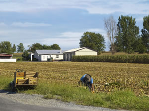 Amish Farmer harvesting corn © Victor Torres / Shutterstock