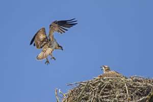 Two osprey fledglings, in flight and sitting at old nestsite, Cairngorms NP, Highlands, Scotland  Photograph by Dickie Duckett / FLPA Images