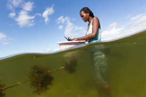 Irene farming seaweed for her business. Photograph © Blue Ventures / Garth Cripps