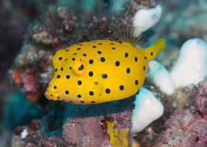 A Yellow Boxfish © Severin Benz 