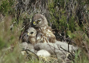 A Hen harrier nesting with her chicks, Scotland © Peter Moore / FLPA