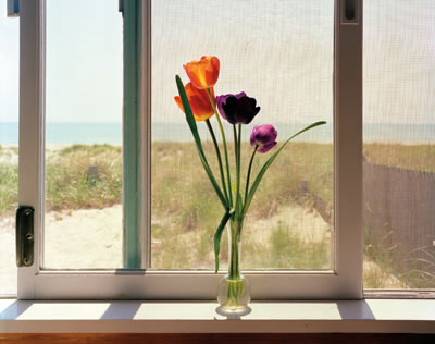 Tulips, Cape Cod, Massachusetts © David Ulrich