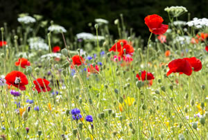 Poppies © Andy Small www.andysmall.co.uk