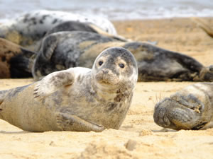 Seals at Horsey Beach © Patrick Jessee www.strolleringtheglobe.com