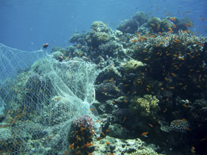 Ghost gear caught on coral reef. Image via Wikimedia Commons