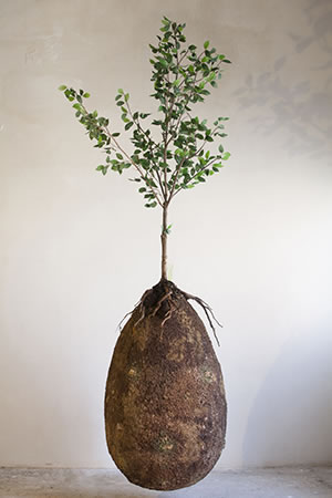 Capsula Mundi is a biodegradable burial pod www.capsulamundi.it Photograph by Francesco D’Angelo