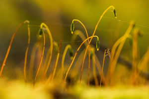 Amongst the Moss © Ben Porter www.benporterwildlife.co.uk