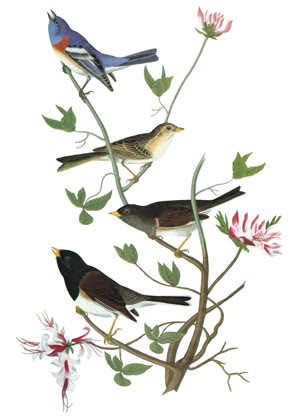AUDUBON: SONGBIRDS Engraving after John James Audubon for his ‘Birds of America,’ 1827-38. / Granger / Bridgeman Images