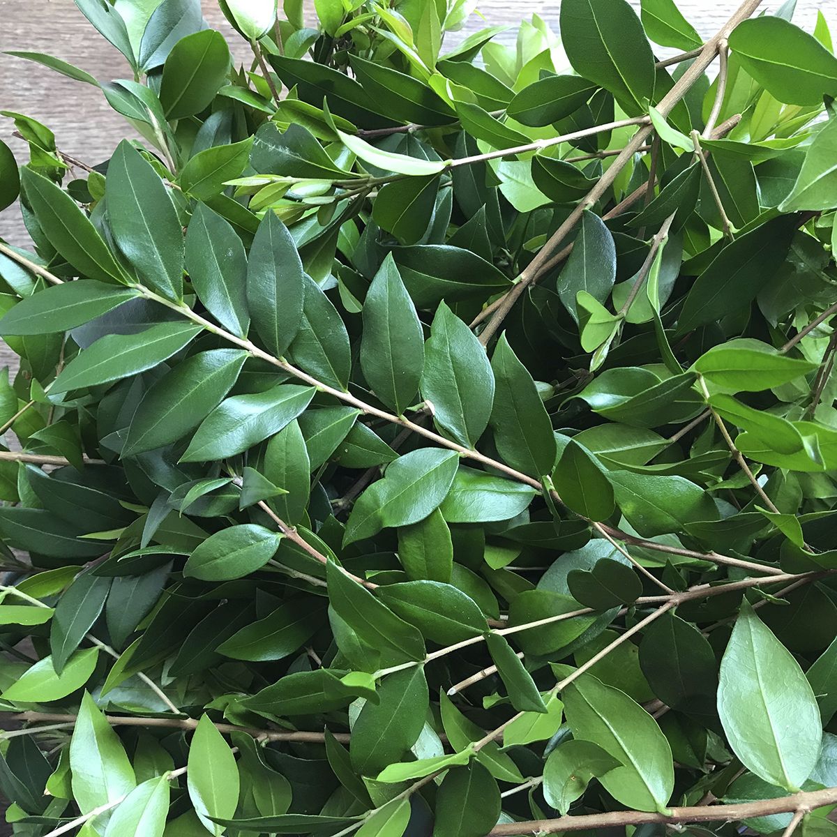 Myrtle leaf harvest by Anne Stobart