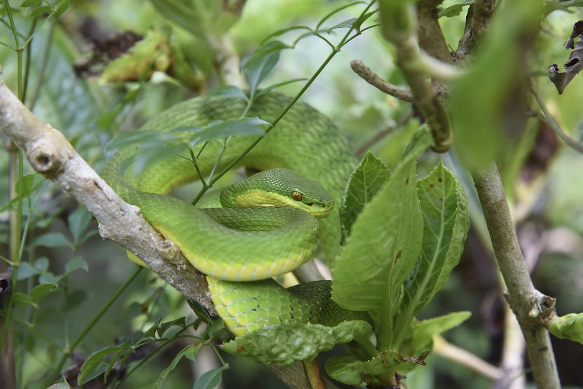 Bamboo snake (Chinese tree viper). Photograph by Gunter Fischer