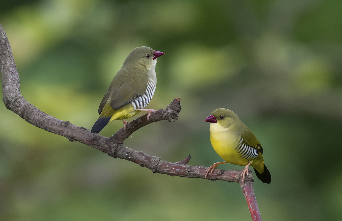A pair of green munias © Sahil Zutshi