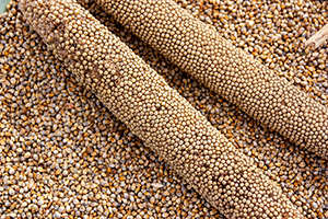 Pearl Millet: photograph by Rob Symonds