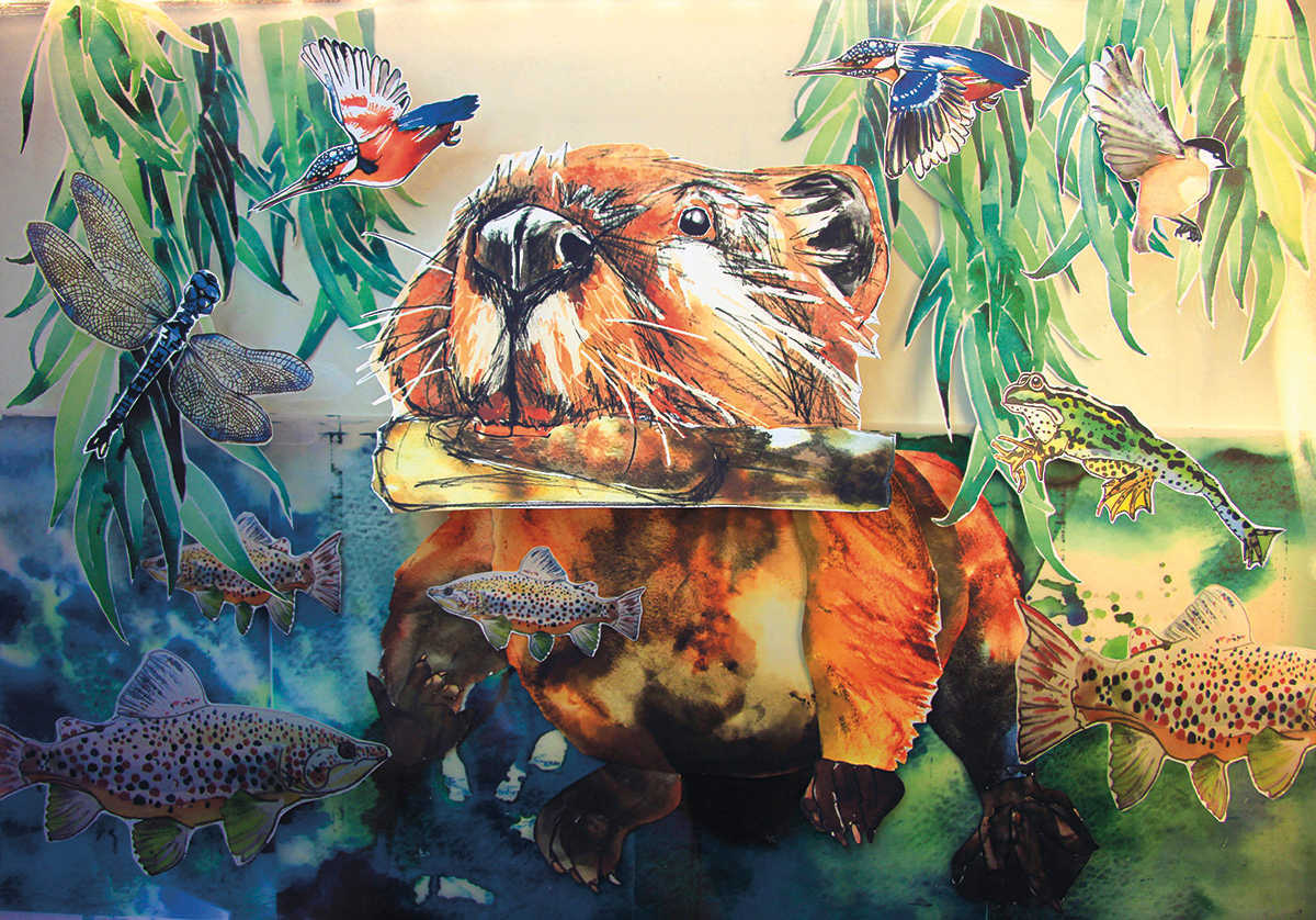 Stills from Beavers: Nature’s Ecosystem Engineers by Lauren Cook for Beaver Trust @laurens_colours