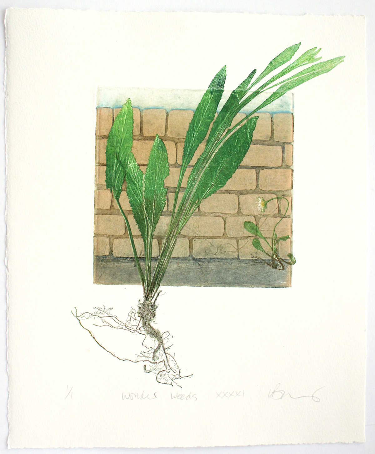 Wonder Weeds XXXXI by Lynn Bailey www.lynnbailey.co.uk
