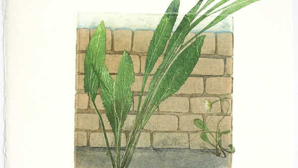 The World of Pavement Weeds